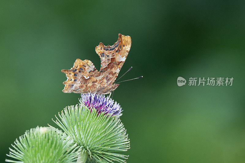 逗号蝴蝶(Polygonia c-Album)